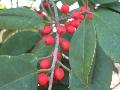 American Holly / Ilex opaca